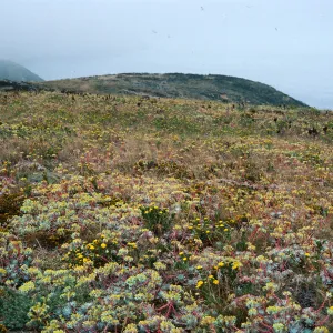 Dudleya (liveforevers), Grindelia (gum plant), terrace, West of Knife Edge, Middle Anacapa Island