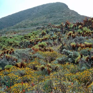Eriophyllum, onshore slopes, looking toward Summit Peak, West Anacapa Island
