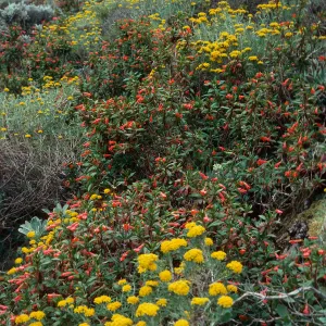 Eriophyllum, Diplacus parviflorus, onshore slopes - North-West part of West Anacapa Island