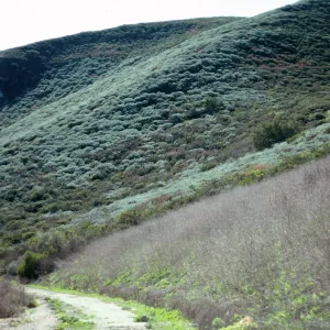 Artemisia californica, Highway 1, South of Lompoc, Santa Barbara County