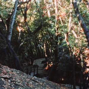 Umbellularia Woodland, trail to falls, Nojoqui Falls County Park, Santa Barbara County