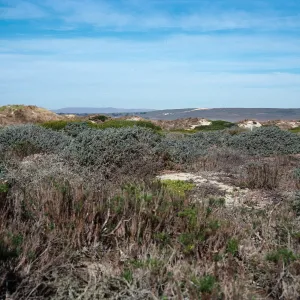 Senecio blochmaniae, backdunes at Surf