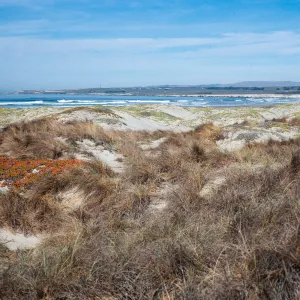 backdunes at Surf
