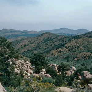 looking North, Mid Hills, West of campground. Mojave National Preserve, San Bernardino County