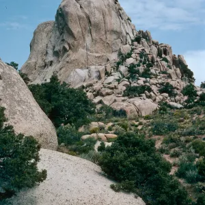 Mid Hills, West of Campground, Mojave National Preserve, San Bernardino County