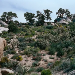 Mid Hills, West of Campground, Mojave National Preserve, San Bernardino County