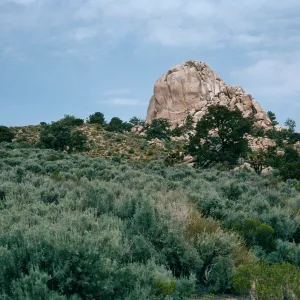Mid Hills, West of Campground, Mojave National Preserve, San Bernardino County