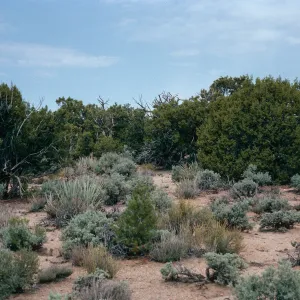 Mid Hills, West of Campground, Mojave National Preserve, San Bernardino County