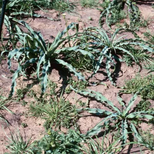 Chlorogalum, burn at Lake Cachuma, Santa Barbara County