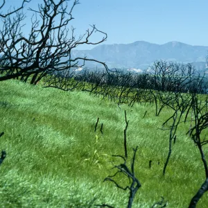 burn at Lake Cachuma, East of road to Bradbury Dam Observation Point, Santa Barbara County