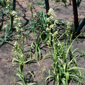 Zigadenus fremontii, burn at Lake Cachuma, Santa Barbara County