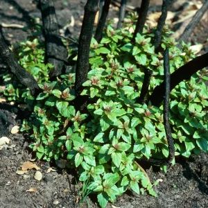 Keckiella cordifolia sprouting after fire, road to Toro Canyon Park, Santa Barbara County