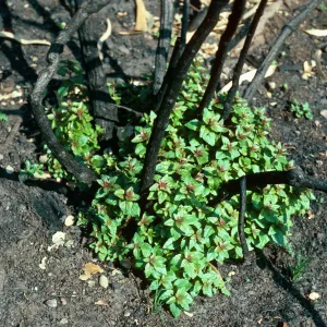 Keckiella cordifolia sprouting after fire, road to Toro Canyon Park, Santa Barbara County