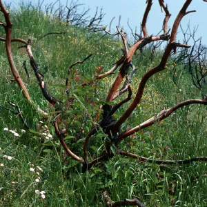 burn - Rhus Laurina, Encinal Canyon Road, Santa Monica Mountains, Los Angeles County
