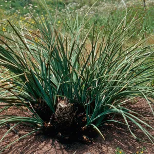 Yucca whipplei, after burn, Encinal Canyon Road, Santa Monica Mountains, Los Angeles County