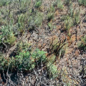 Adenostoma, burl-sprouting, burn on Painted Cave Road, Santa Barbara County