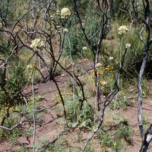 Dicentra ochroleuca, burn at West end of Laurel Springs Ranch, Painted Cave Road, Santa Barbara County