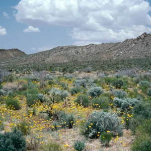 Providence Mountains, near Dawes, Mojave National Preserve, San Bernardino County