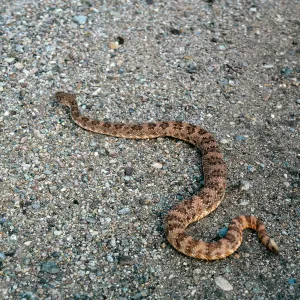 Crotalus mitchellii pyrrhus, West of Vulcan Mine, Providence Mountains, Mojave National Preserv, San Bernardino County