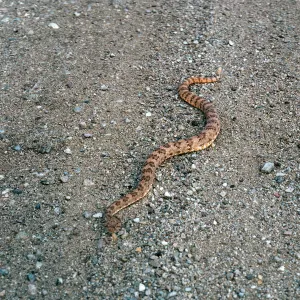 Crotalus mitchellii pyrrhus, West of Vulcan Mine, Providence Mountains, Mojave National Preserv, San Bernardino County