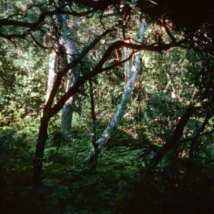 Oak Woodland, backyard @ Tunnel Road, Santa Barbara County (Coastal Live Oak)