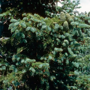 Abies, Wheeler Peak, Nevada