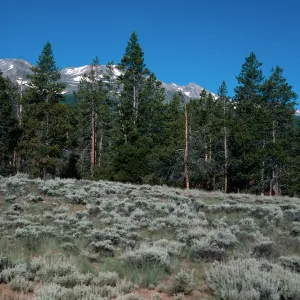 Lodgepole Pine/Sagebrush, road to Halfmoon Camp, San Isabel National Forest, Colorado