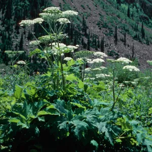Heracleum ?, Maroon Lake Valley, Aspen, Colorado