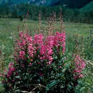 Epilobium angustifolium, Maroon Lake Valley, Aspen, Colorado