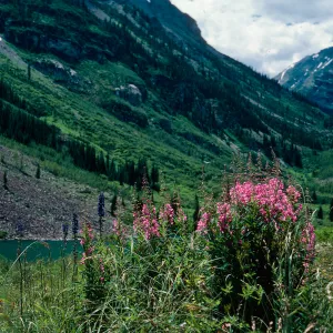 Epilobium angustifolium, Maroon Lake Valley, Aspen, Colorado