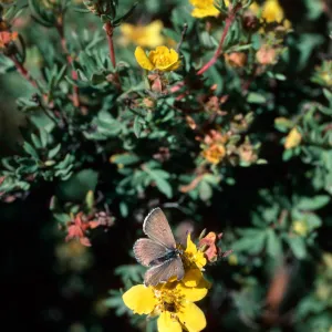 Potentilla fruticosa, Highway 82, East of Aspen, Colorado