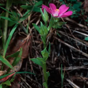 Calandrinia ciliata, El Portal, Yosemite National Park, Mariposa County