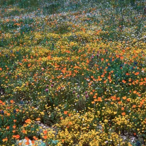 Lasthenia (Gold fields), Eschscholzia (California Poppy), El Portal, Yosemite National Park, Mariposa County