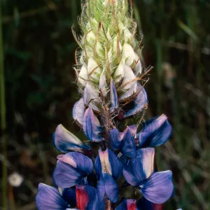 Lupinus benthnamii, El Portal, Yosemite National Park, Mariposa County