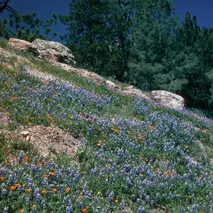 Slope above Figueroa Mountain Road at Catway Road, Santa Barbara County