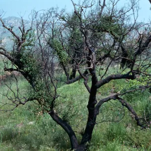 Quercus agrifolia (Coastal Live Oak) (leafing out after burn), Charmlee County Park, Santa Monica Mountains, Los Angeles County