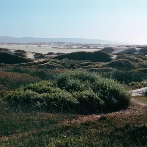 stabilized dunes, West of Oso Flaco Lake, Oceano Dunes State Park, San Luis Obispo County