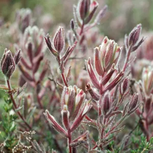 Cordylanthus maritimus, Carpinteria Salt Marsh, Santa Barbara County