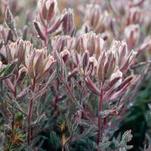Cordylanthus maritimus, Carpinteria Salt Marsh, Santa Barbara County