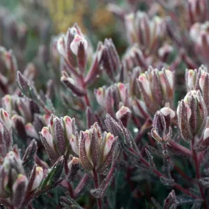 Cordylanthus maritimus, Carpinteria Salt Marsh, Santa Barbara County