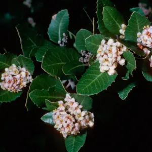 Rhus integrifolia Santa Barbara Botanic Garden