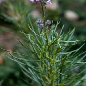 Eriodictyon capitatum, Santa Barbara Botanic Garden