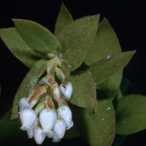 Arctostaphylos refugioensis, Santa Barbara Botanic Garden