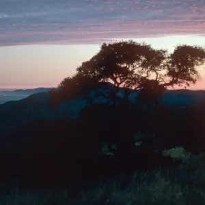 view of Santa Rosa Island sunset, Quercus pacifica, South Ridge Road, Santa Cruz Island