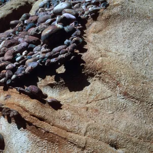 cobbles, lower Sauces Canyon, Santa Cruz Island