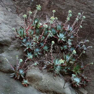 Dudleya greenei, East of Twin Harbor, Santa Cruz Island