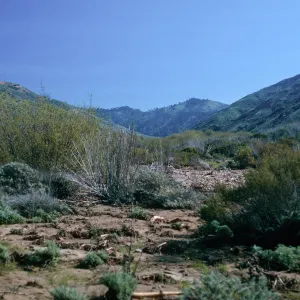 Baccharis Scrub, CaÃ±ada Cebada, Santa Cruz Island