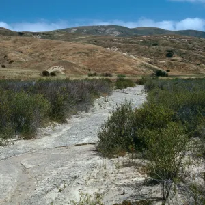 Mule Fat Scrub, lower Pozo Canyon, Santa Cruz Island