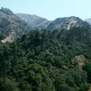 slopes above Pelican Bay, Santa Cruz Island