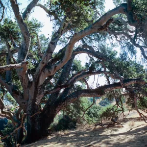 Autograoh Tree, Pelican Harbor, Santa Cruz Island